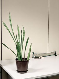 Close-up of potted plant on table at office with table tennis equipment