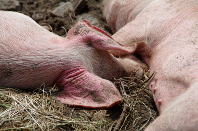 Close-up of pigs