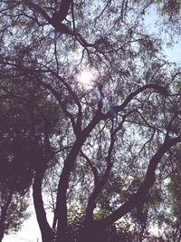 Low angle view of trees against sky