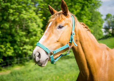 Close-up of a brown horse