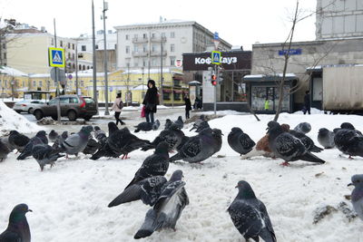 Flock of sheep in snow