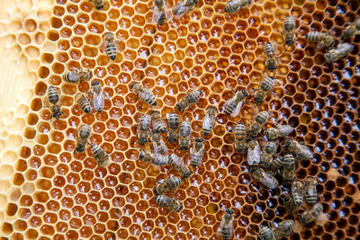 Full frame shot of bees