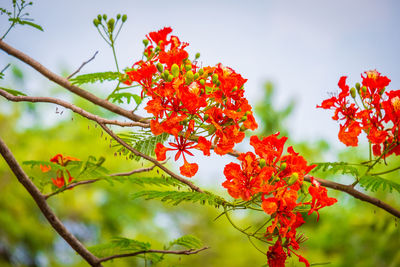 Low angle view of red flowering plant