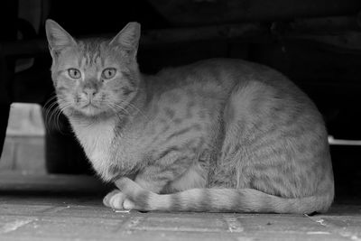 Portrait of cat sitting under car