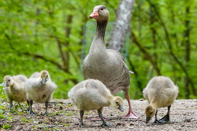 Ducks on a field