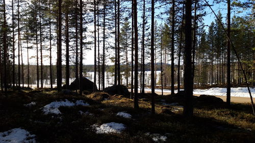 Pine trees in forest during winter