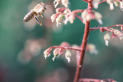 Close-up of bee pollinating flower