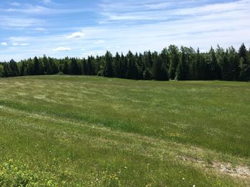 Scenic view of trees on field against sky