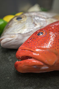 Close-up of fish for sale