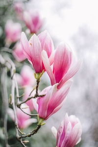 Close-up of pink cherry blossoms