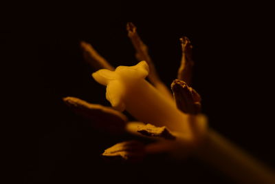 Close-up of flower against black background