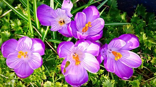 Close-up of purple flower