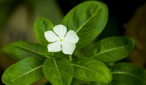 Close-up of white flowers