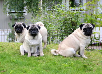 View of dogs on grass