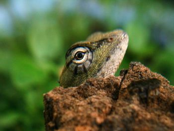 Close-up of lizard on rock