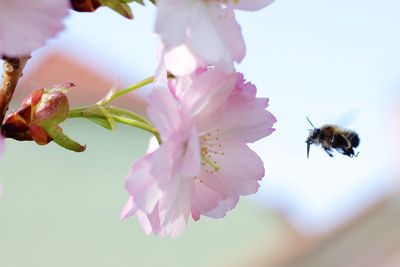 Close-up of bee pollinating on pink flower