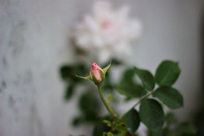 Close-up of flower blooming outdoors