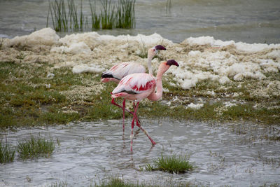 View of a bird drinking water from a lake