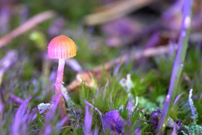 Close-up of mushroom growing on field