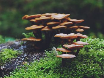 Close-up of mushroom growing on field