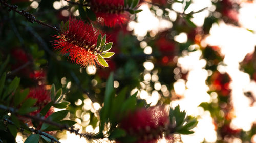 Close-up of red flowering plant