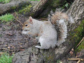 High angle view of squirrel on land