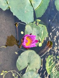 High angle view of lotus water lily