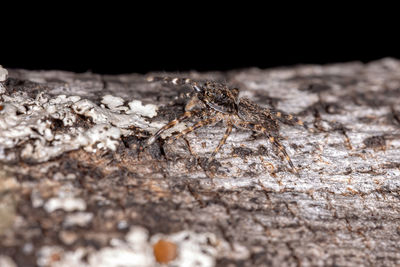 Close-up of ant on leaf over black background