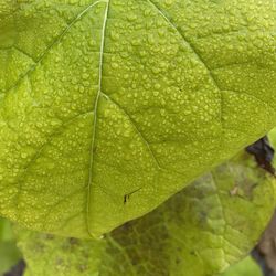 Close-up of green leaves