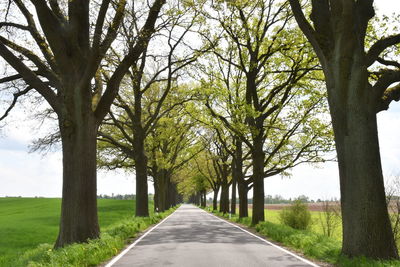 Empty road along trees