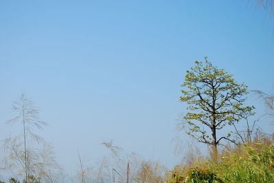 Low angle view of trees against clear blue sky