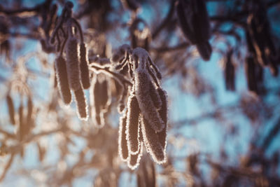 Close-up of dry plant during winter