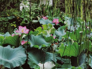 Close-up of pink flowering plants leaves