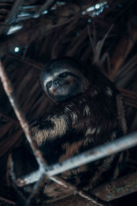 Low angle portrait of sloth on roof