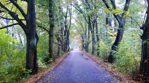 Road passing through forest