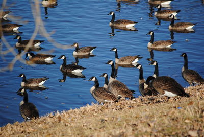 Flock of birds in lake