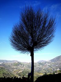 Bare tree against clear blue sky