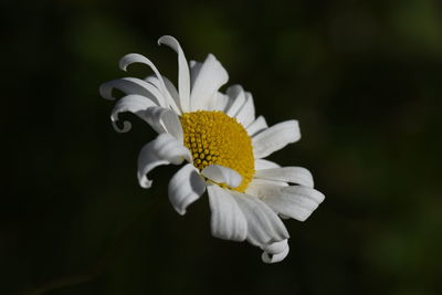 Close-up of flower blooming outdoors