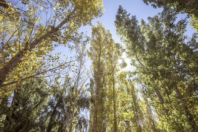 Low angle view of trees against sky