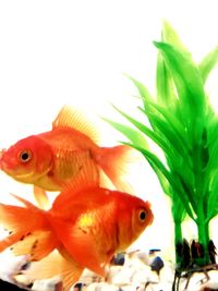 Close-up of fish swimming in glass