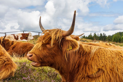 Cow standing on field