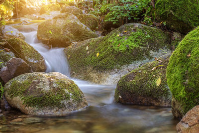 Scenic view of waterfall in forest