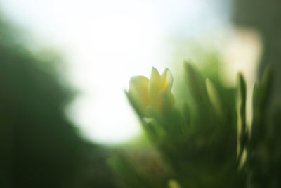 Close-up of plant growing outdoors