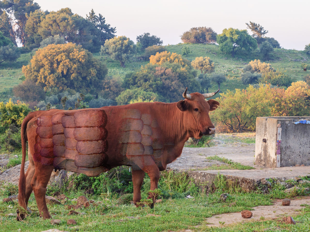 COWS STANDING IN FIELD