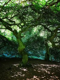 Trees growing on field in forest