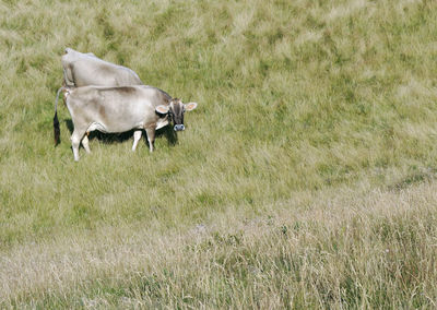 Side view of a horse on field