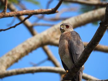 Low angle view of owl perching on branch