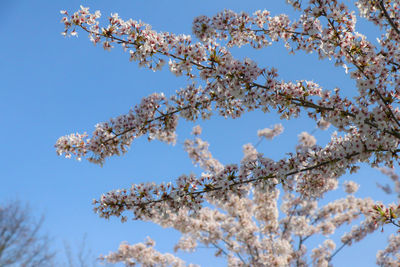 Low angle view of cherry tree against blue sky
