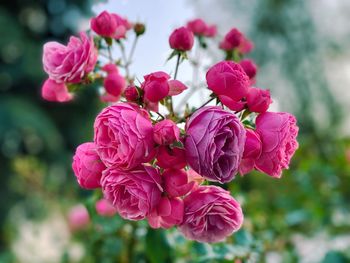 Close-up of pink roses