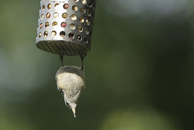 Close-up of snake hanging against blurred background